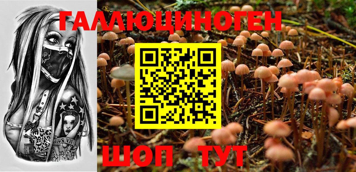 Псилоцибиновые грибы Psilocybe Губкин